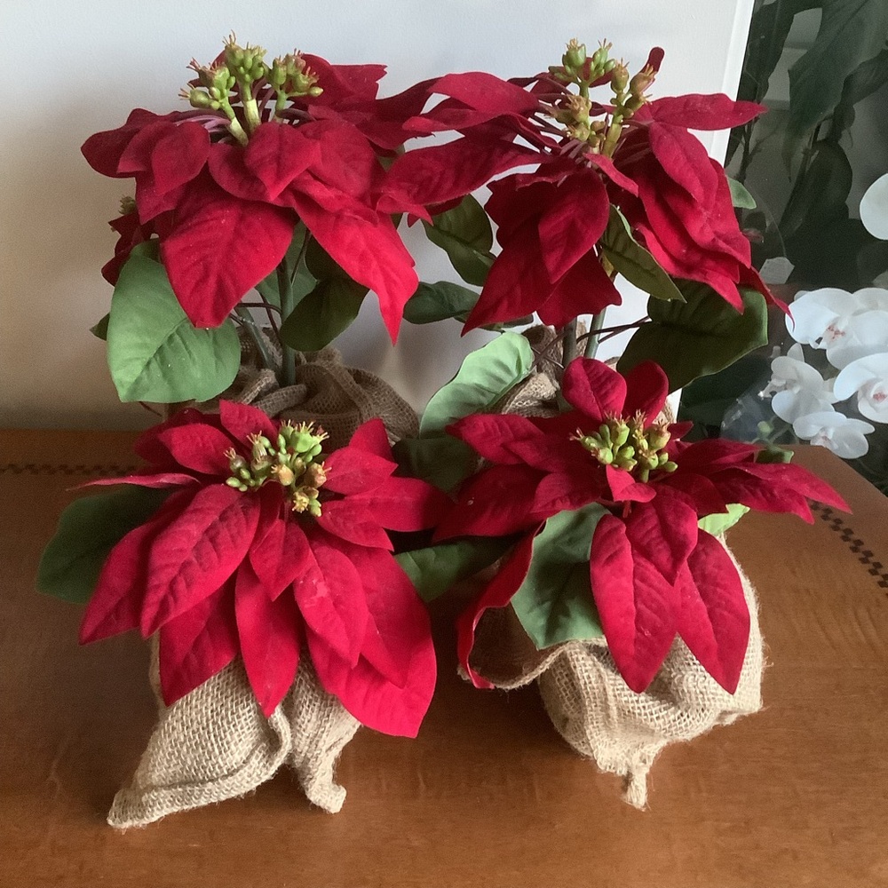 Set of Four Pottery Barn Red Poinsettia Plants